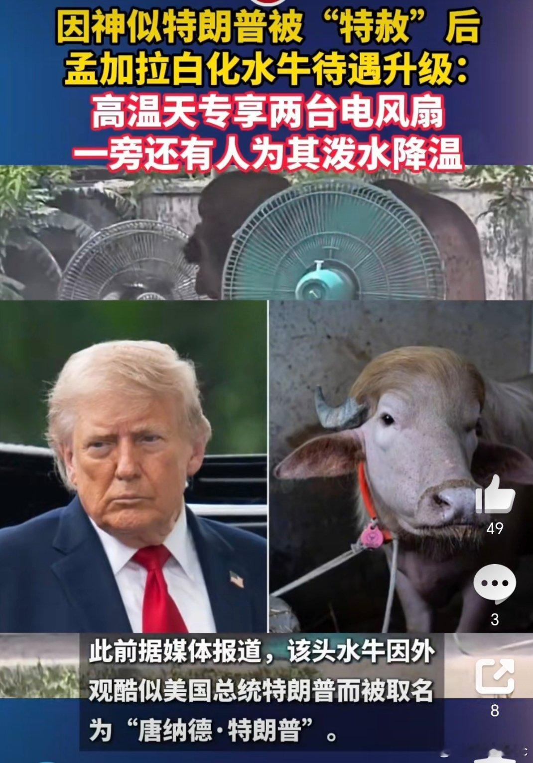 孟加拉水牛因神似特朗普待遇升级确实挺像的，只因外形撞脸特朗普，这头孟加拉水牛命运