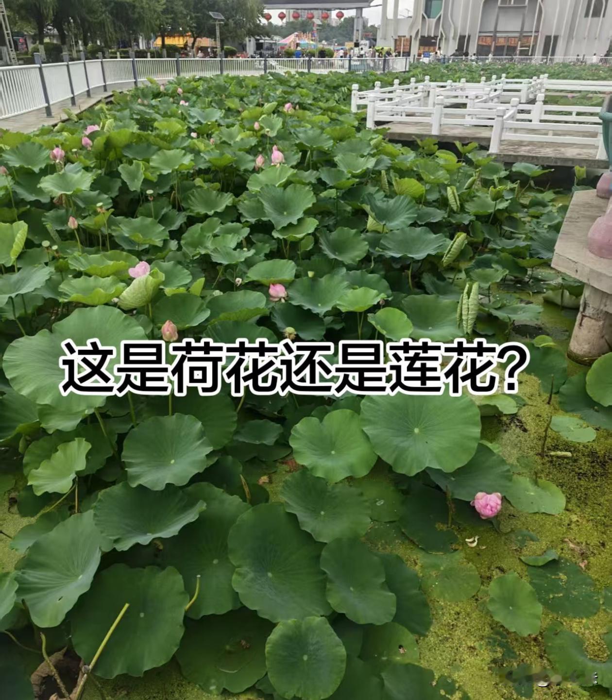 它两有区别吗？