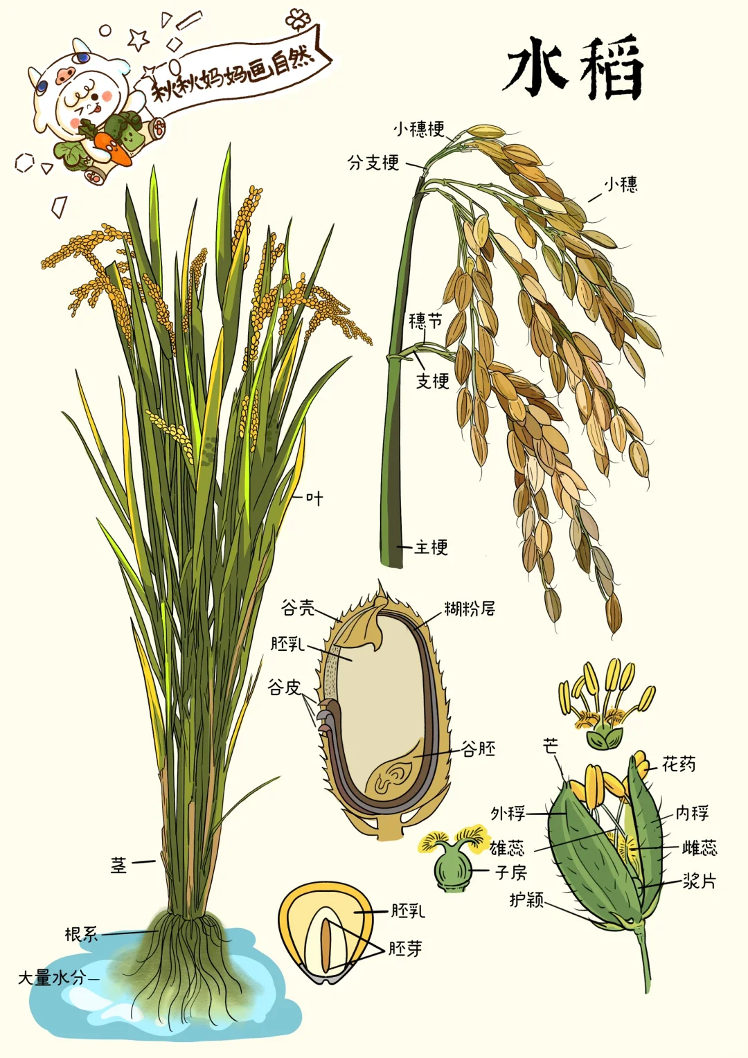 大家好，我是来自中国的植物插画师Yangyang