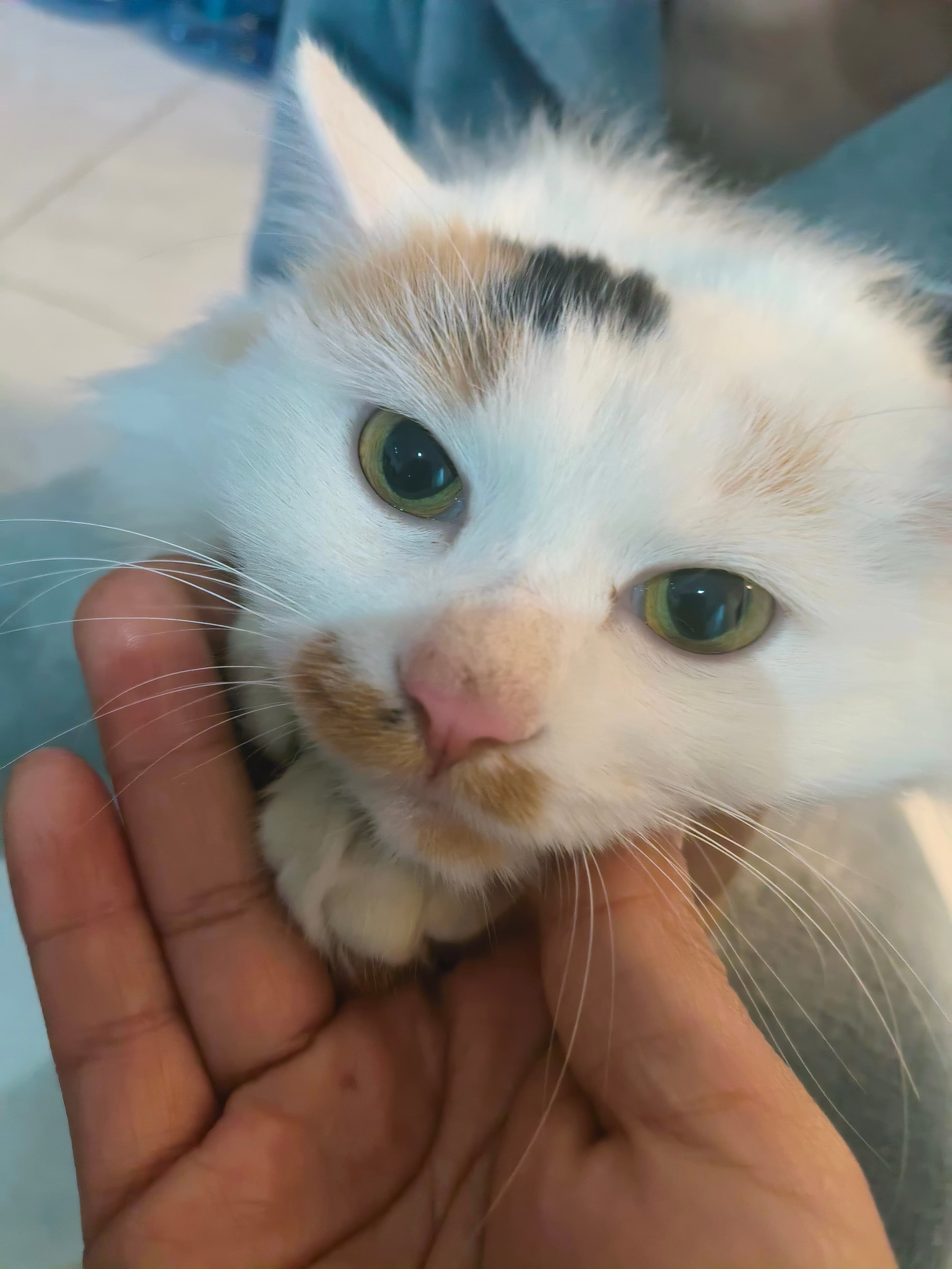 猫咪 你们说它半夜不睡觉想干嘛？乱跑乱跳的，还让不让我睡觉了。猫 我一闻就知道那