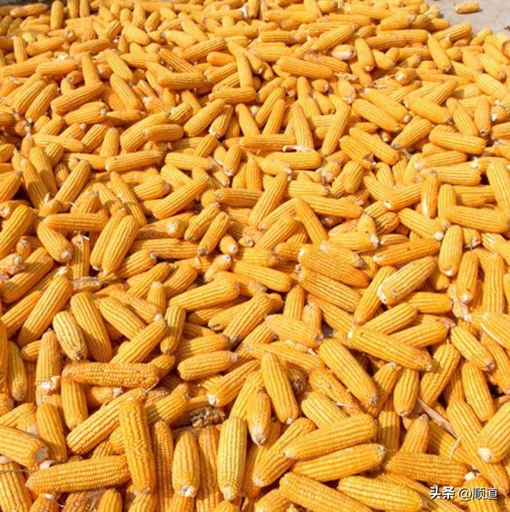 我老妈今天将她25年辛勤劳动了一年的成果，将近5千斤玉米卖了，每斤是一元一角5分