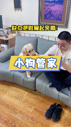 女主人准备擦地，这只拉布拉多先捡起地上的玩偶放到沙发上，接着用爪子扒拉一旁玩手机