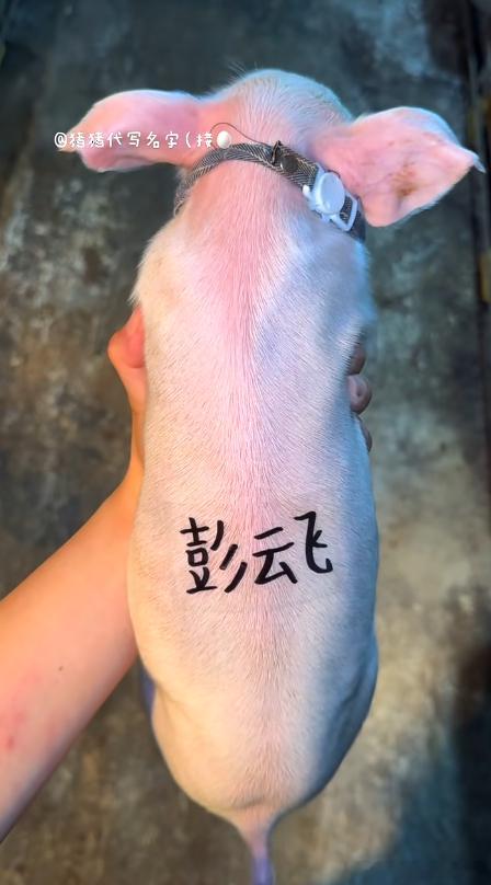 飞牛flykpl2026kpl夏季赛 ？飞牛速速来卡 