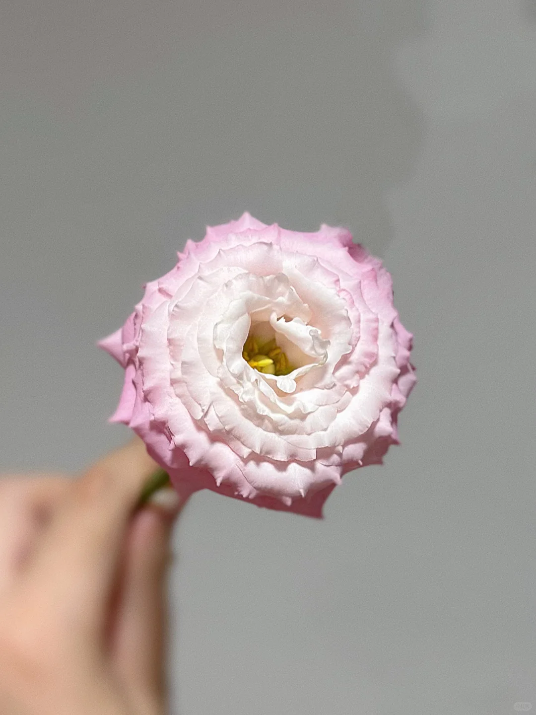 求问这是什么品种的洋桔梗