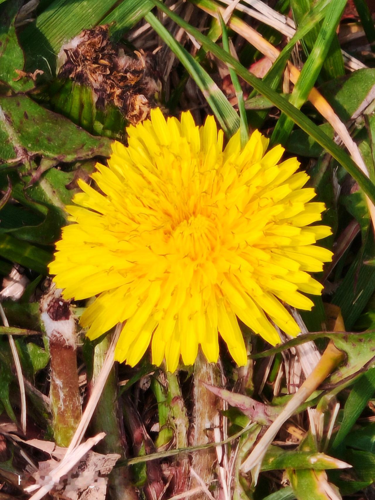 大地里的苦菜花，那可是大自然倔强的孩子。小时候在农村，田野里总能见到它们。苦菜花