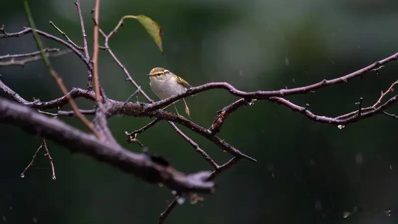 下了一夜的雨
黎明时
还下得紧
醒得早
难以再入眠
索性听雨吧
挺喜欢雨天的
雨