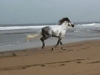 今天刷到这图才知道，什么叫脱缰的野马。