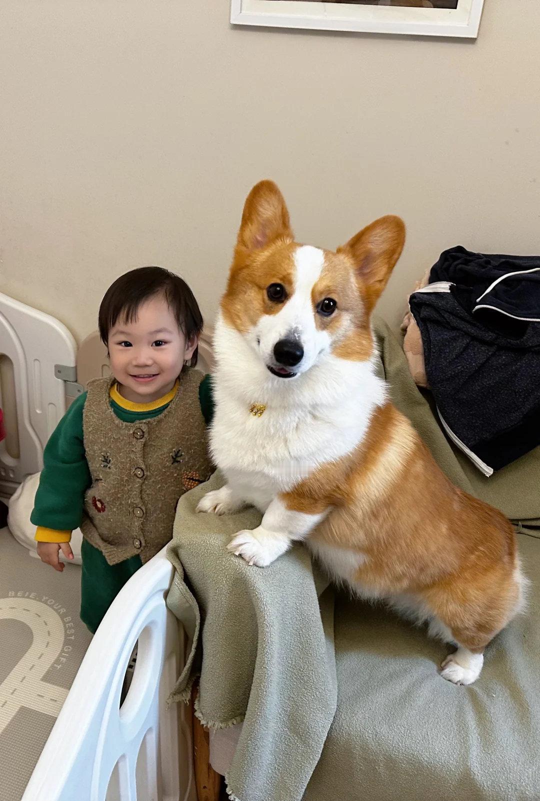 动物奇遇记动物奇趣  小短腿柯基和人类幼崽一起长大啦～从初识的好奇到如今的形影不