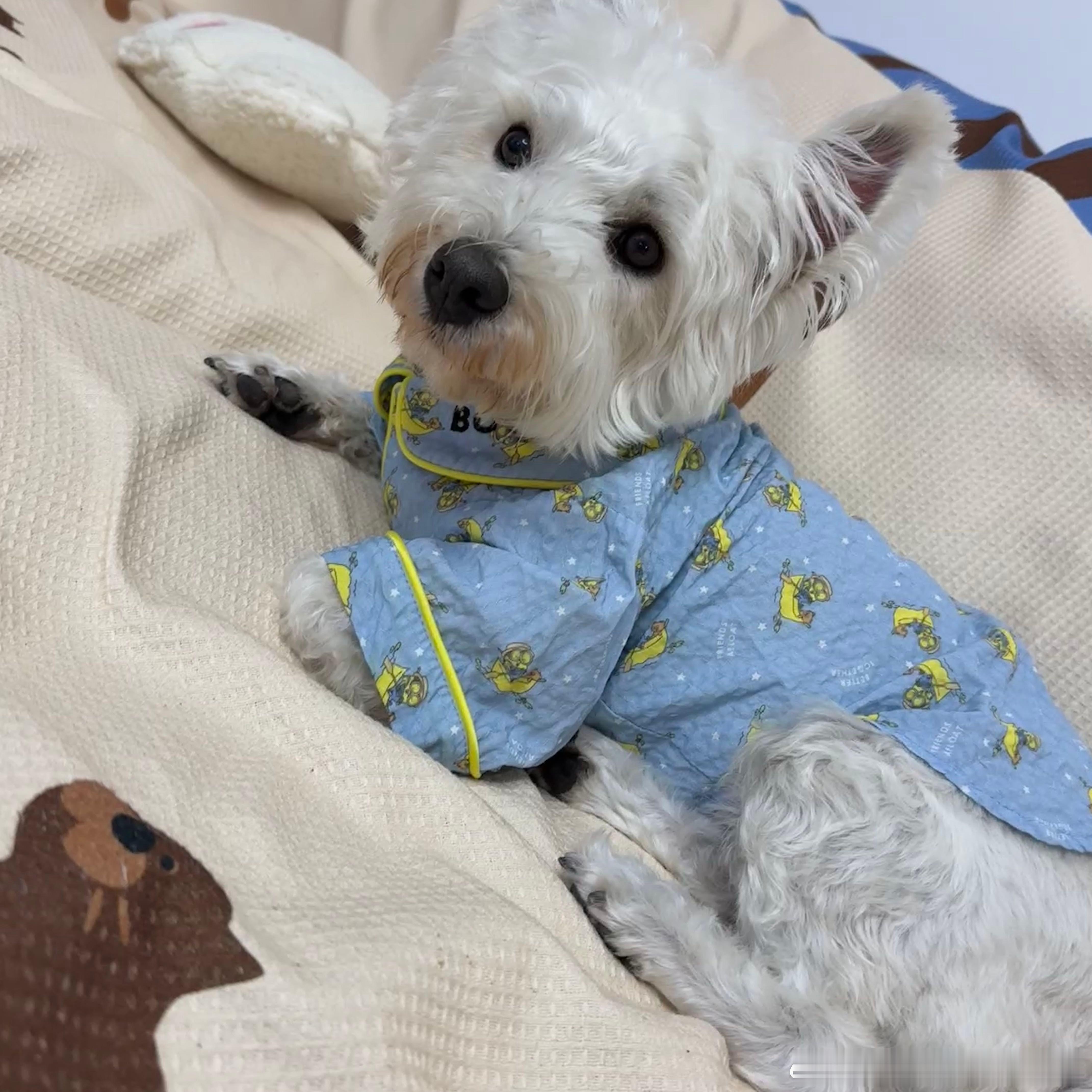 不呆我们小呆好可爱的🐶 