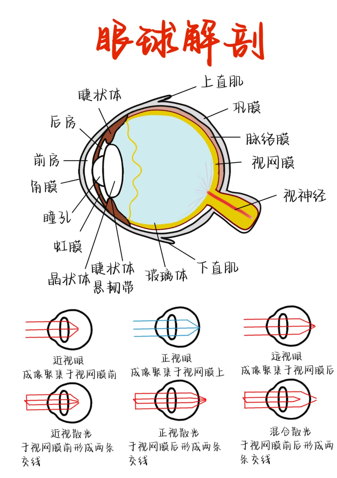 医学生笔记——眼球解剖