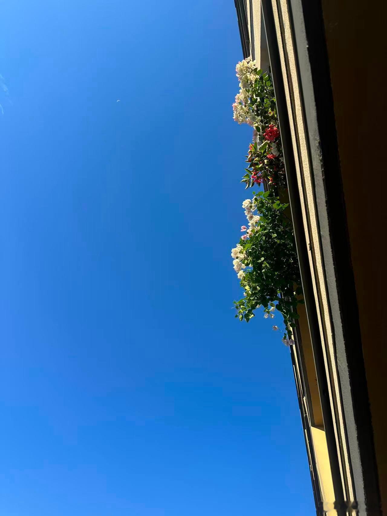 要刮台风了，物业提醒要把花挪进去，物业拍的这个角度看，阳台花还挺好看！ 