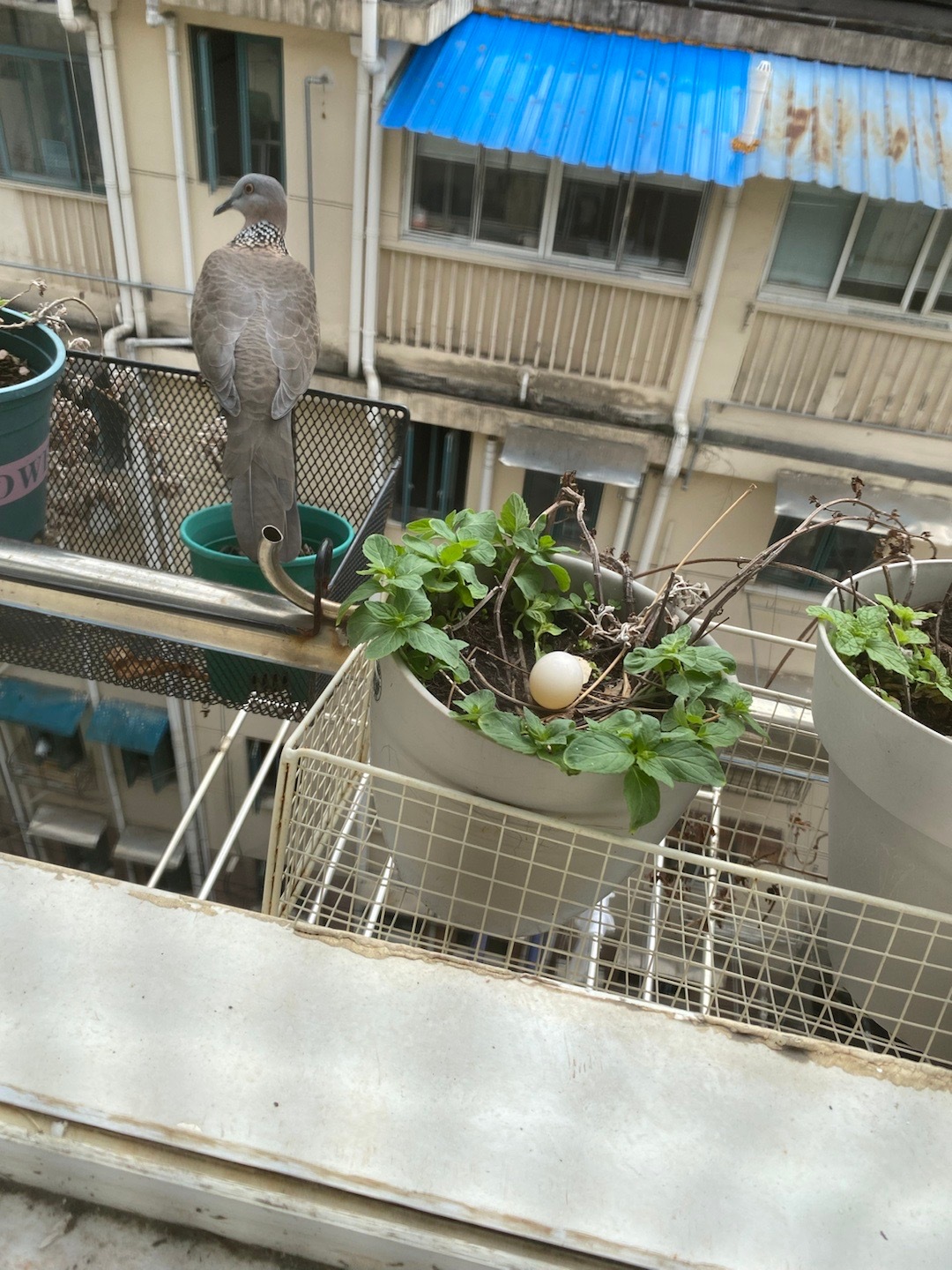 趁着鳩鳩站起来开小差，赶紧拍一张，这怎么看也带不走吧。。。 ​​​
