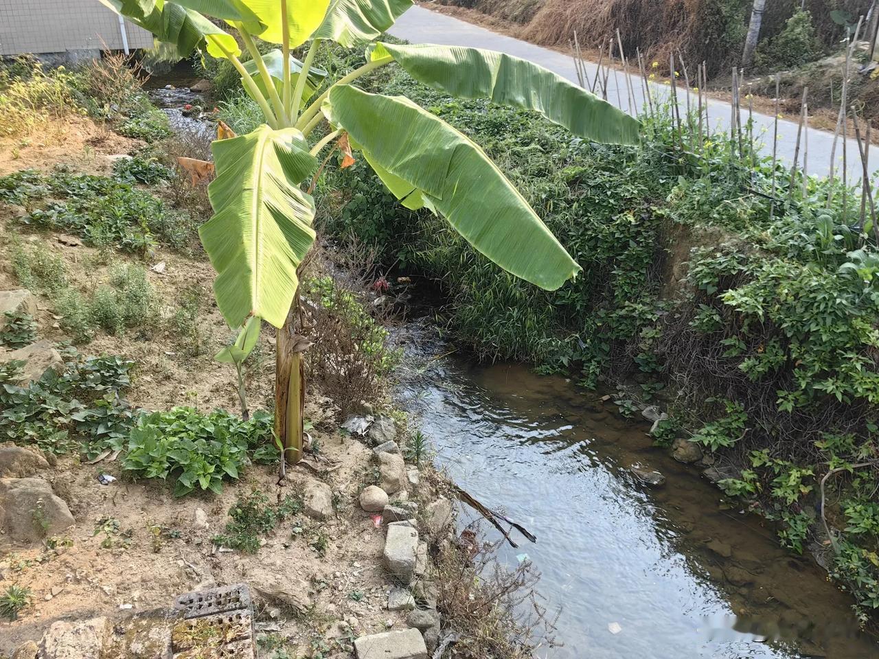 冬日生活打卡季农村小溪溪水潺潺，风景如画