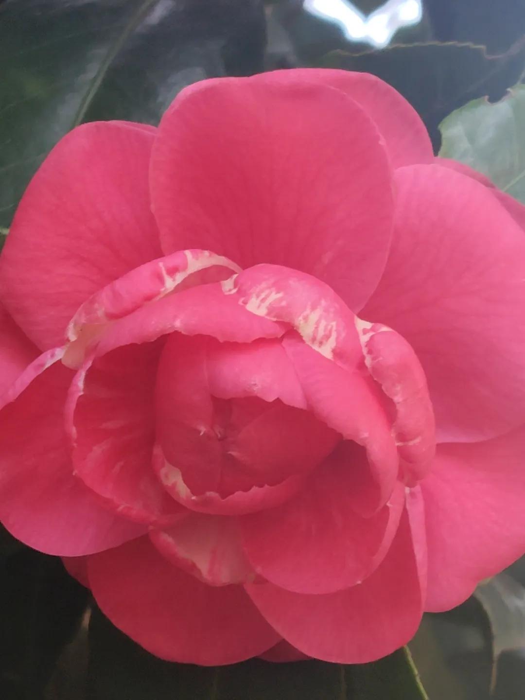 🌺🌷春来百花香，大地换新装，户外多行走，身体才健康。开心每一天，快乐度时光。