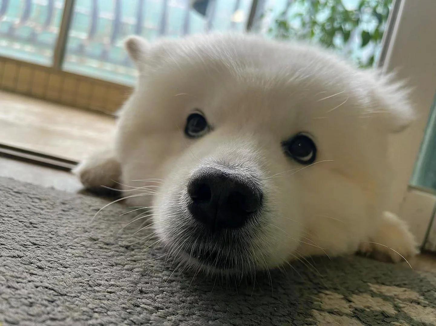 大头狗