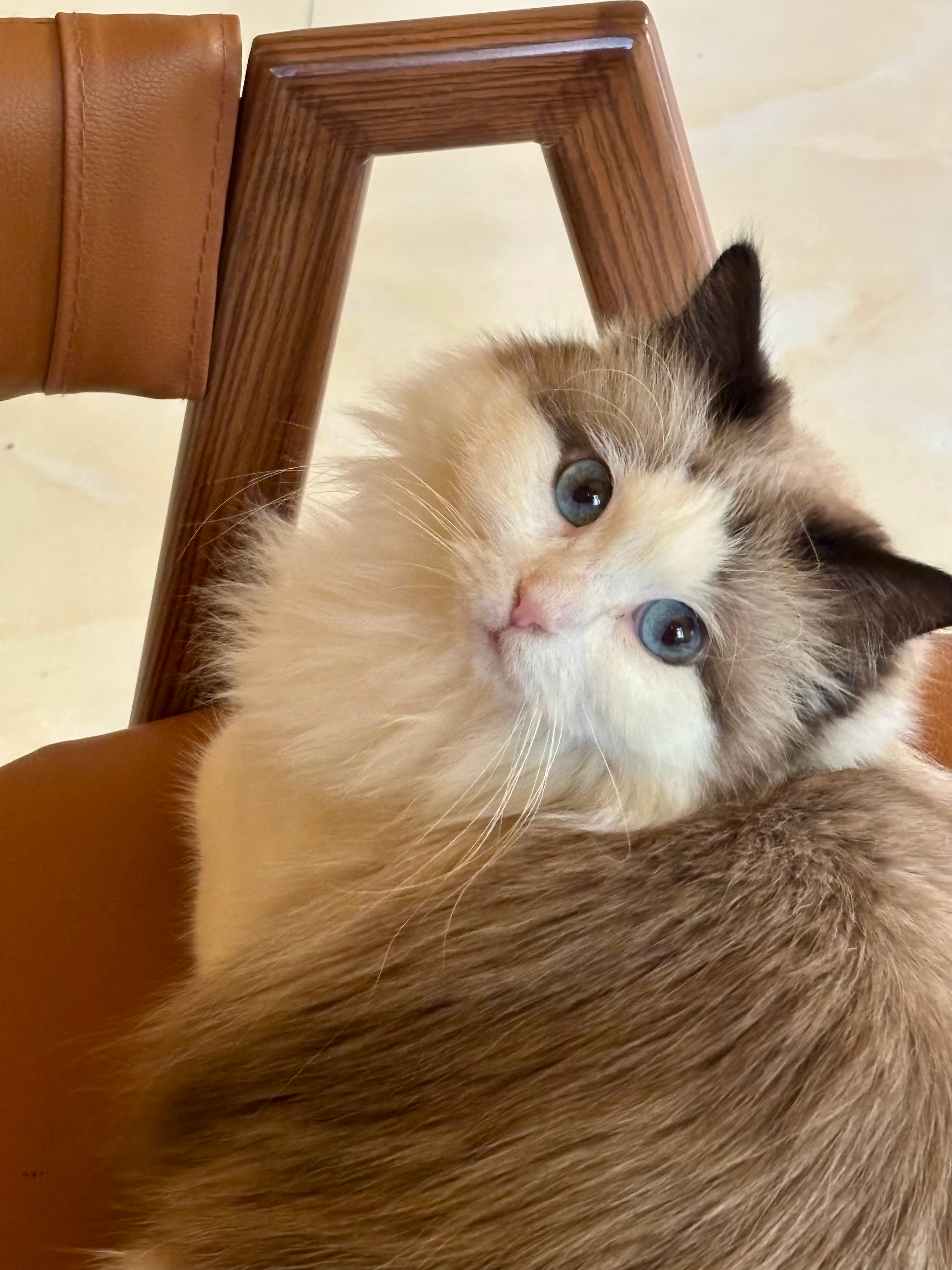 「身体多保重，情感对人类虚耗的话，就多看一下猫。」 