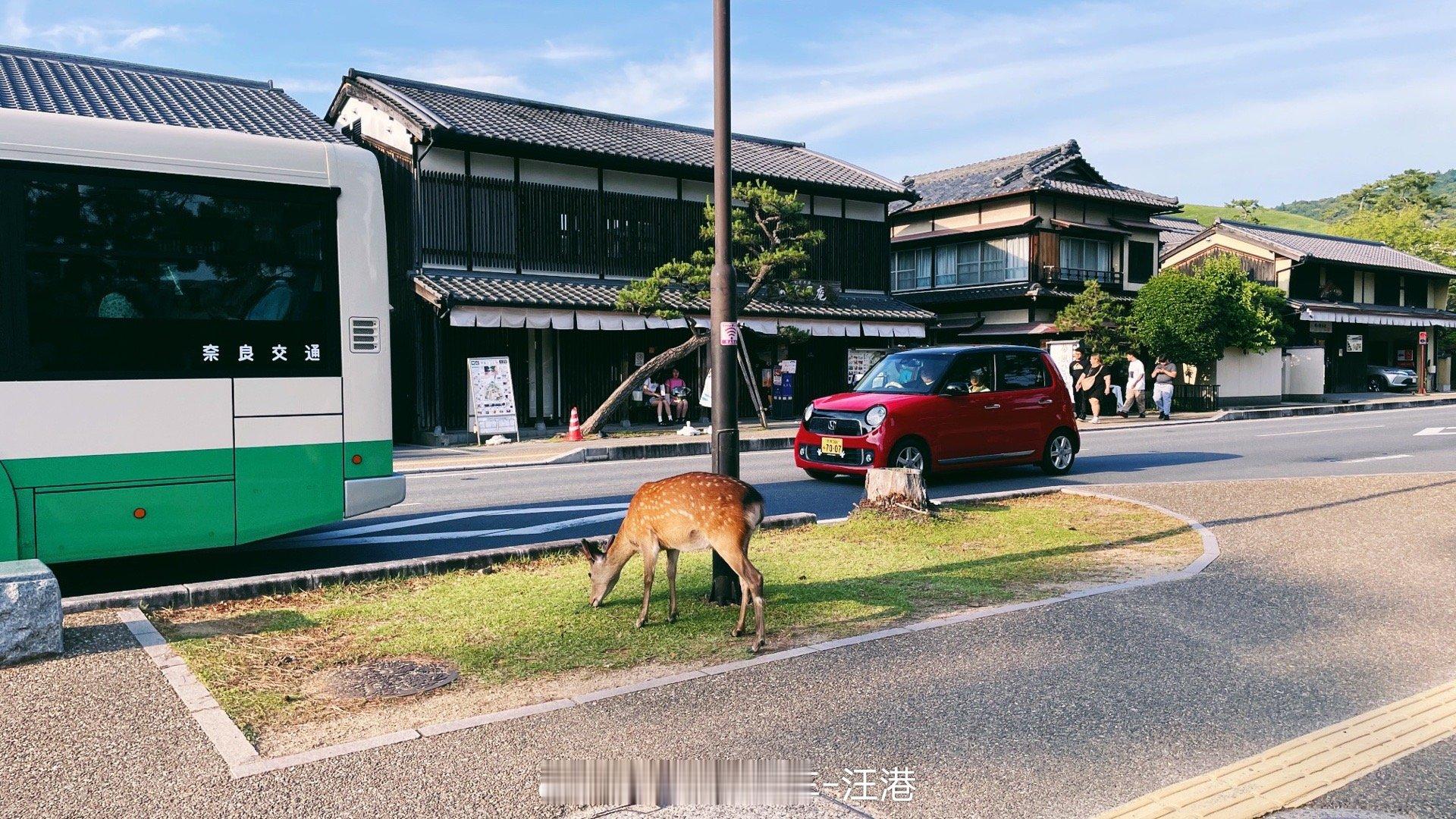 奈良公园随处可见的鹿～#日本大阪-京都-东京自由之旅#  ​​​