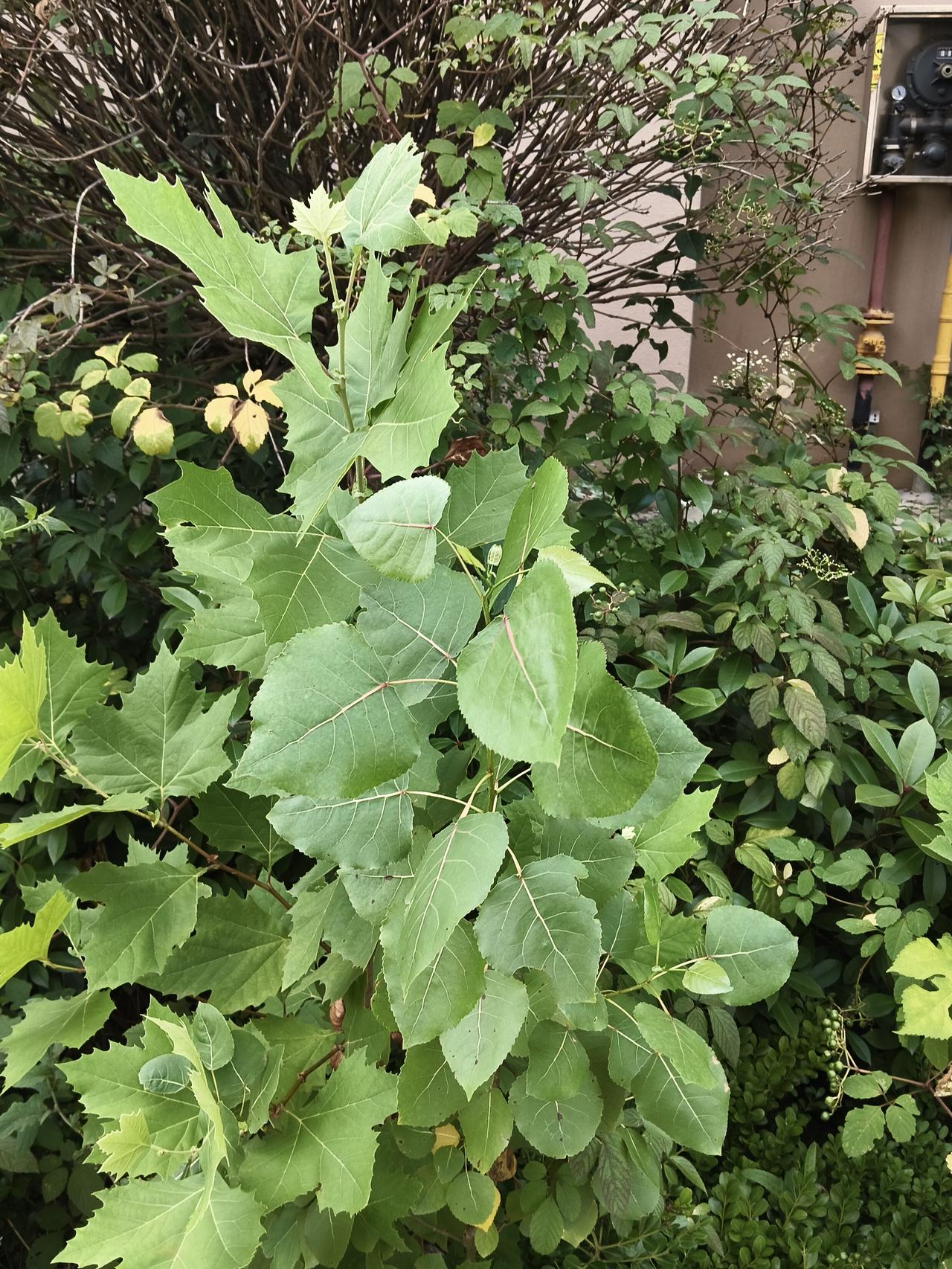 记录我的2026有空了拍一下路边的花花草草也挺有意思的，很多花草小时候特别熟悉，