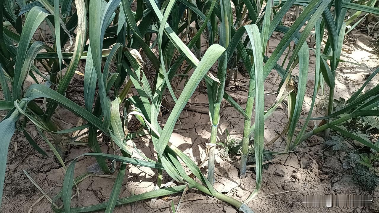 4月15日，河南杞县蒜苔价让农民寒了心。

免费来抽蒜苔了，近期在杞县出现的高频