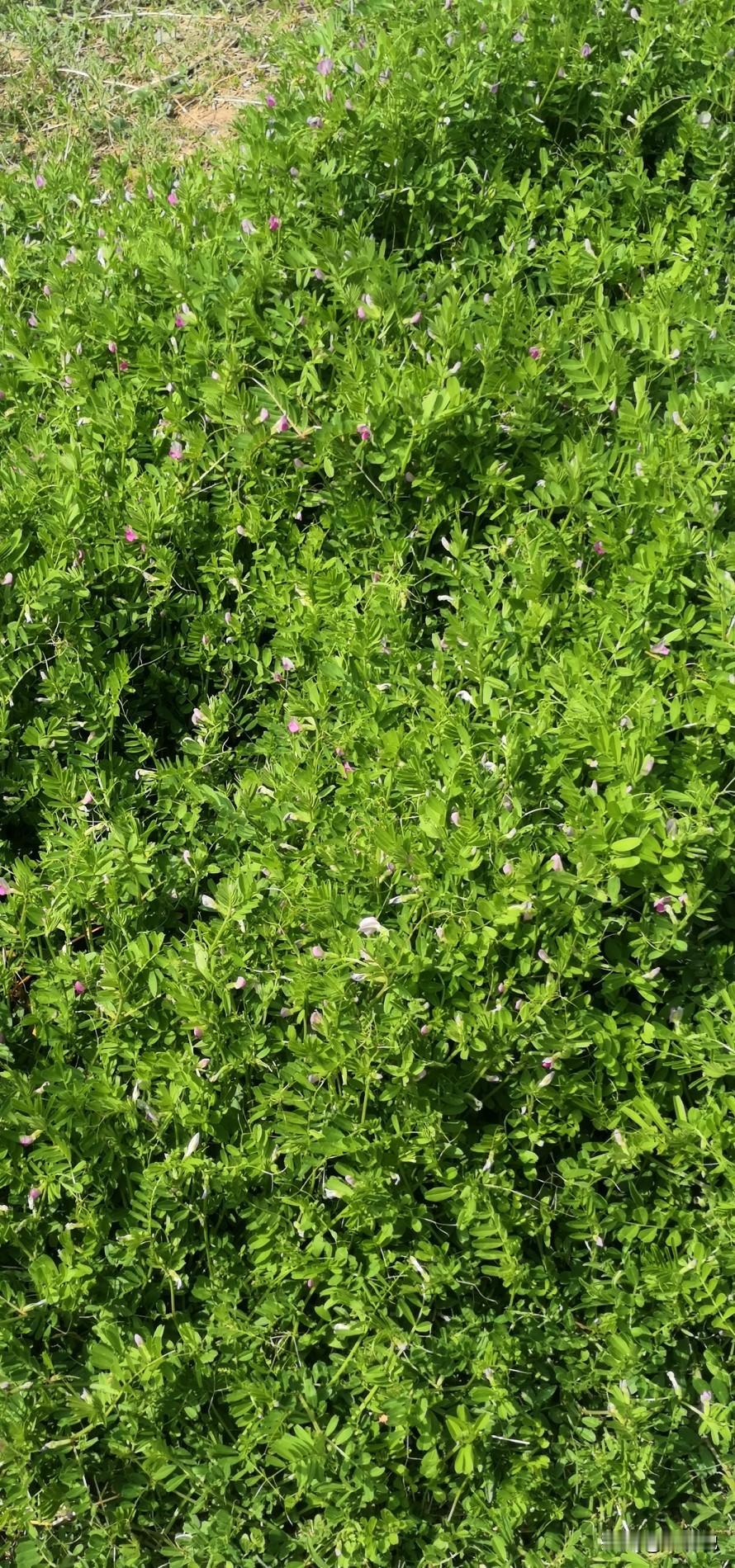 早安。
风从车窗漫进来，带着春日独有的温柔与草木清香，把发丝轻轻扬起，也把一整个