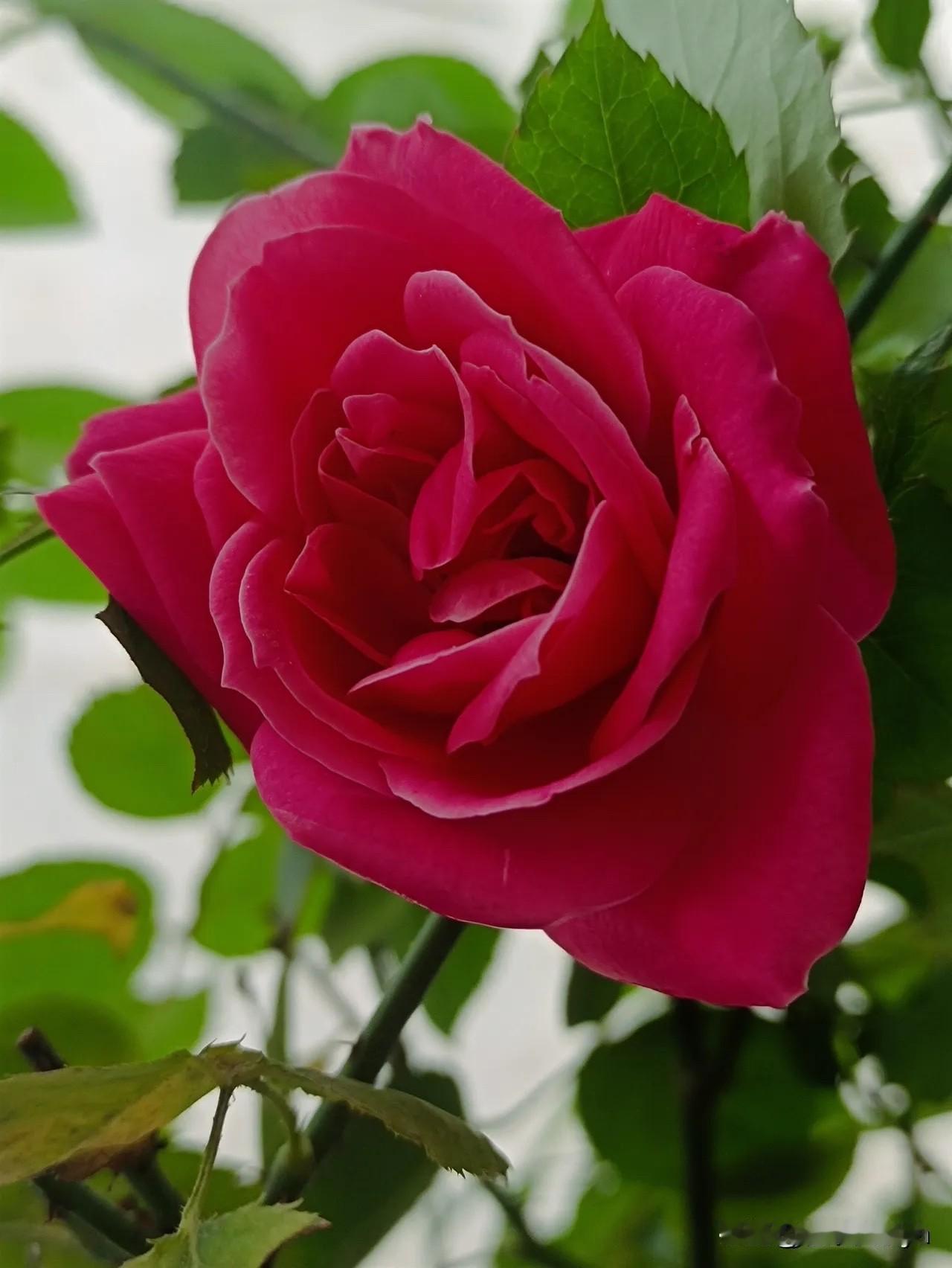 阿妹是那红玫瑰
阿哥愿是绿叶陪
阿哥阿妹心相依
风风雨雨永伴随

阿妹阿哥情谊深