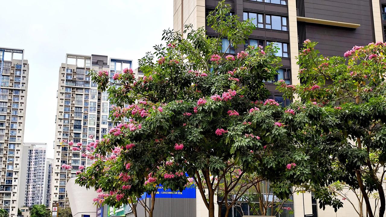 楼下拍的花，在深圳这种花路边种植了很多，具体叫啥花我不是很清楚，但确实是很漂亮的
