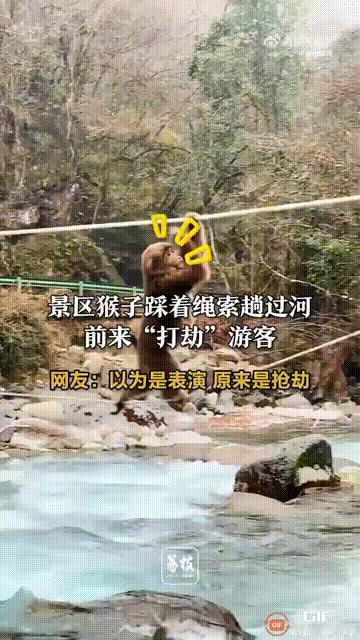 四川雅安喇叭河景区，一只猴子踩着河面上方的钢丝绳晃过来，直奔岸边女子的背包，伸手