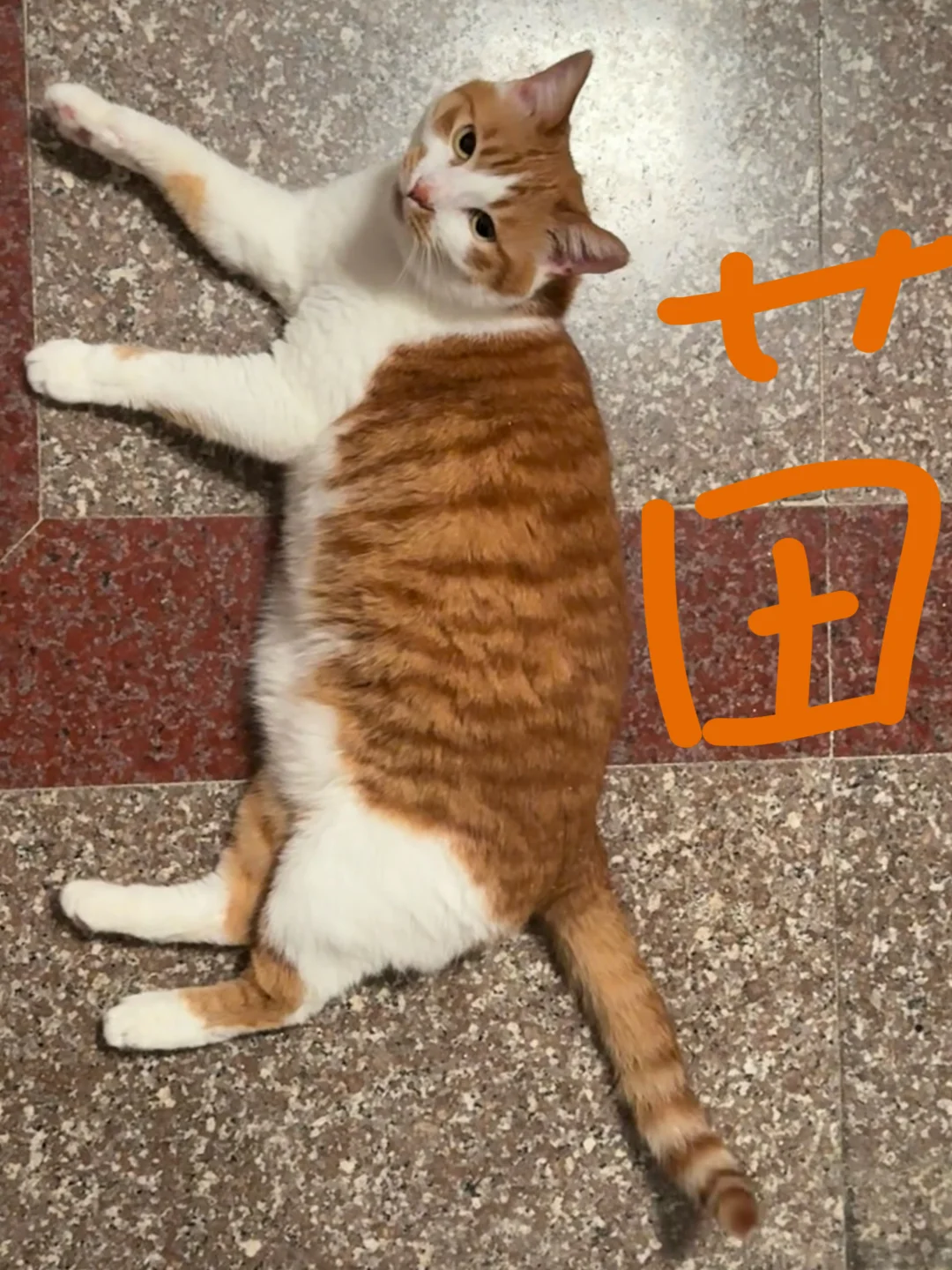 猫！标准的猫