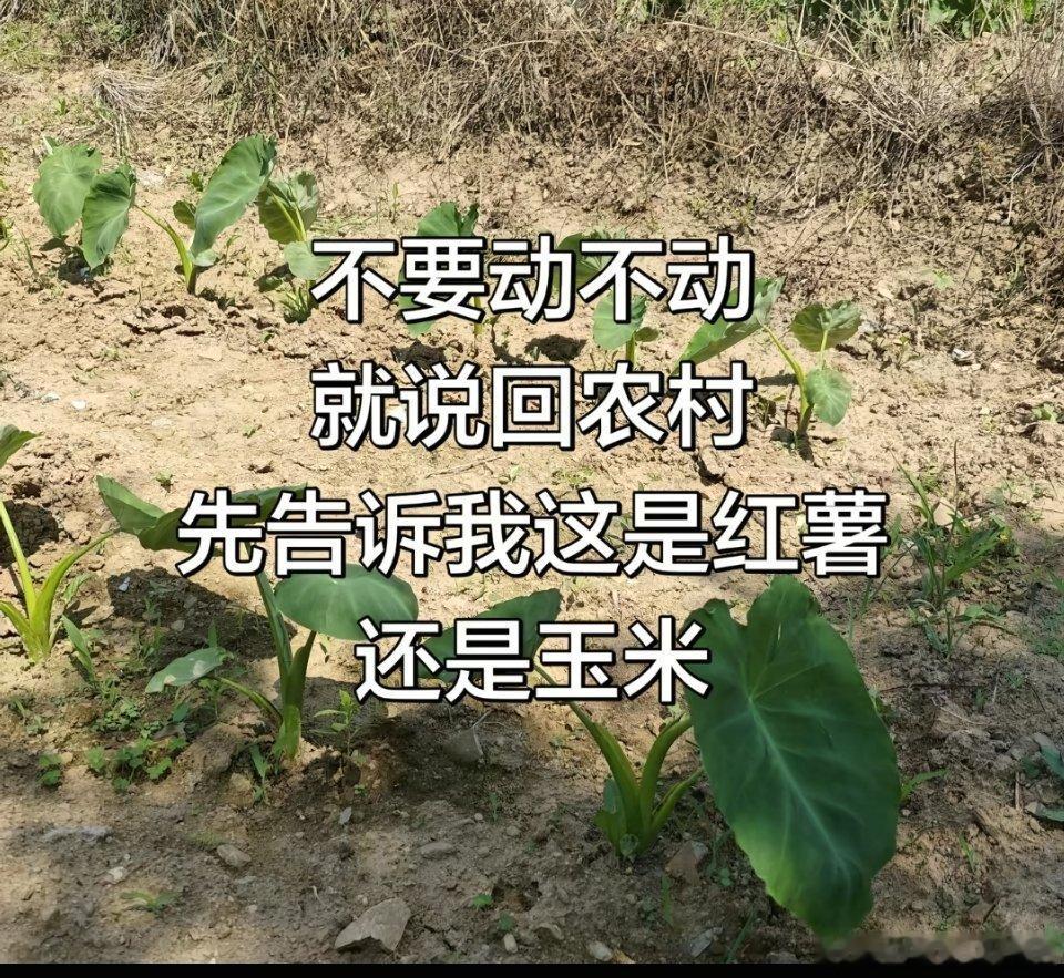 这是红薯还是玉米？🤔