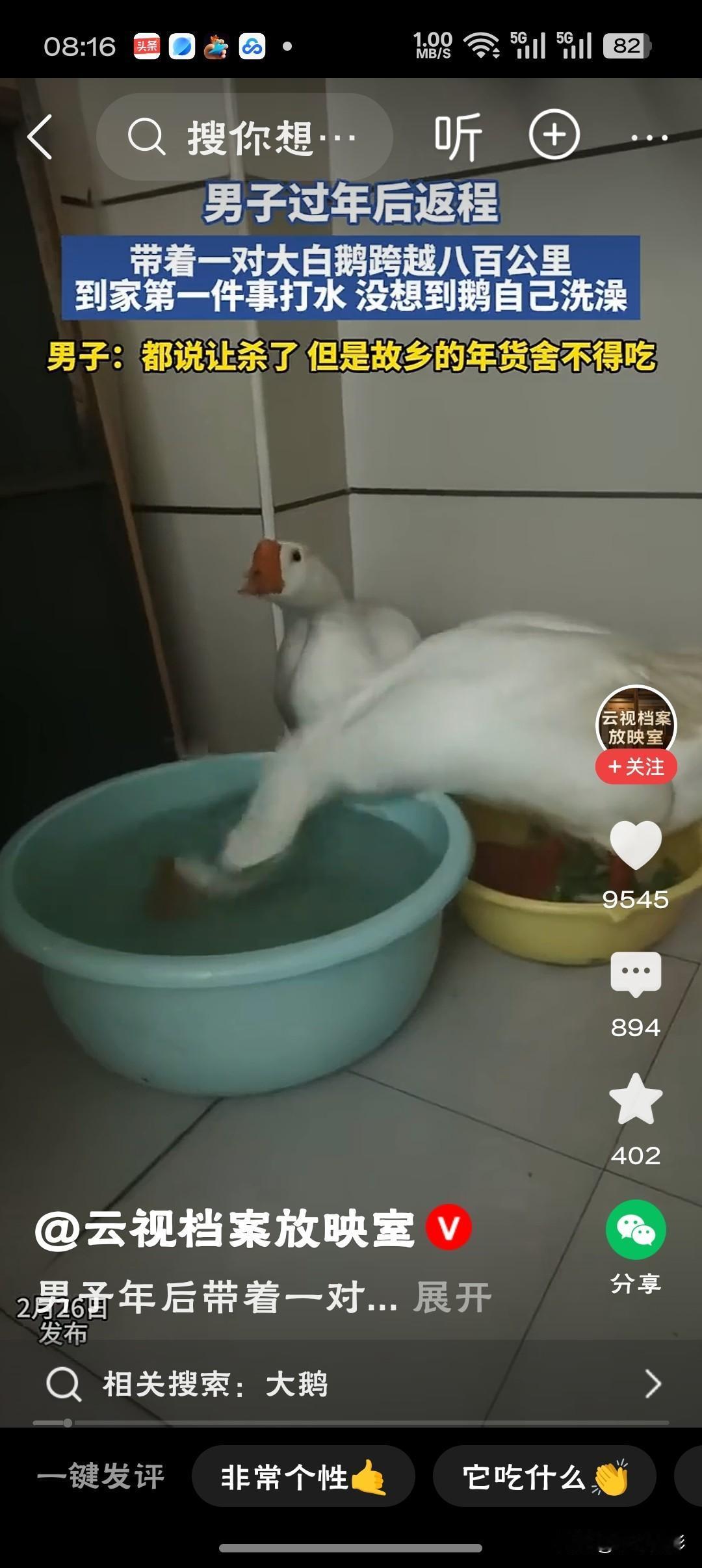 男子带大白鹅跨越八百公里不舍得吃“别人带特产，他带鹅——八百公里的牵挂，哪舍得下