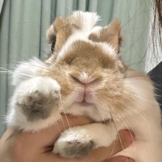 梭子蟹最近不更新😂