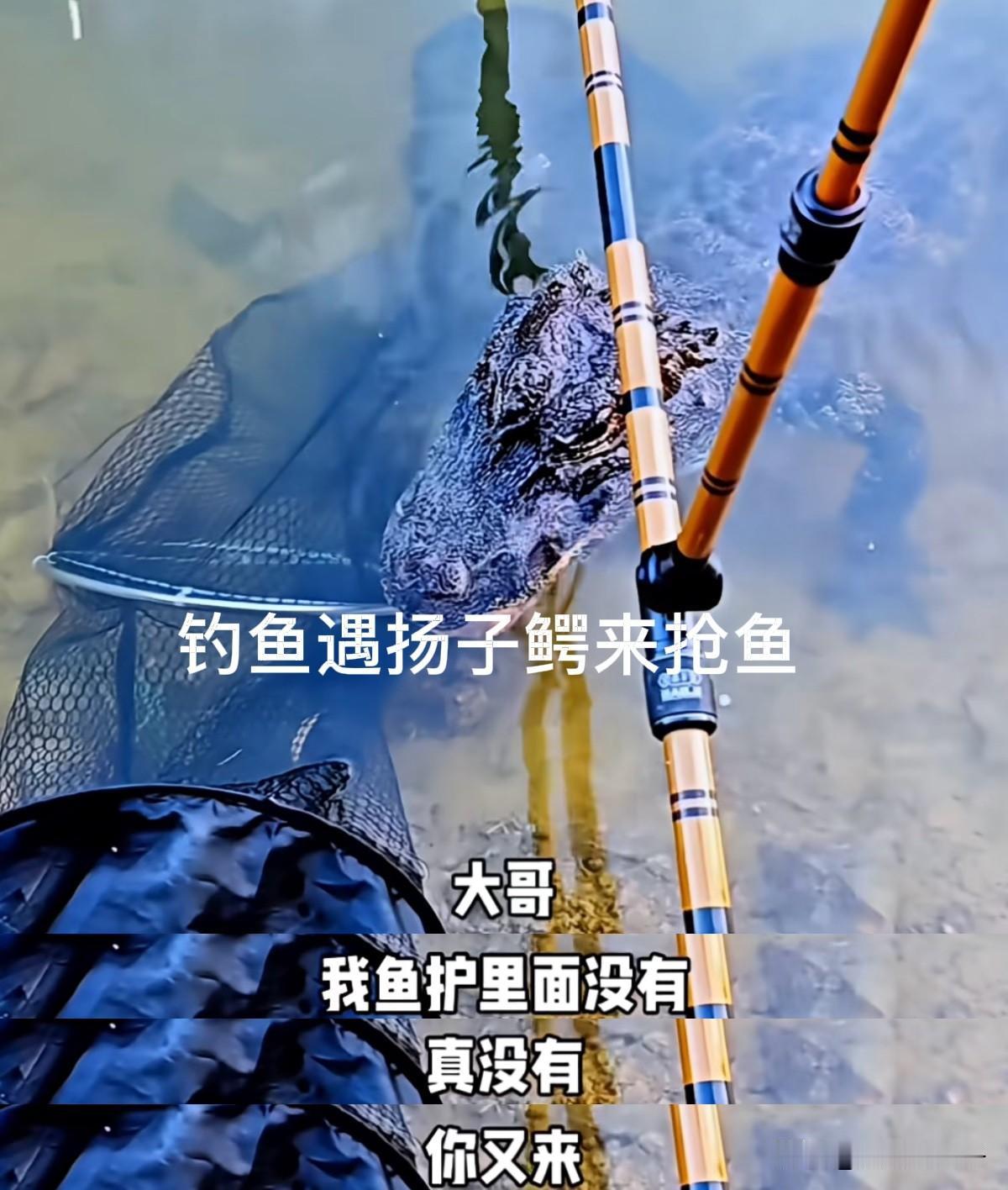 “大哥，我鱼护里没有（鱼），真没有……”
网友在河边钓鱼，突然一条扬子鳄慢悠悠地