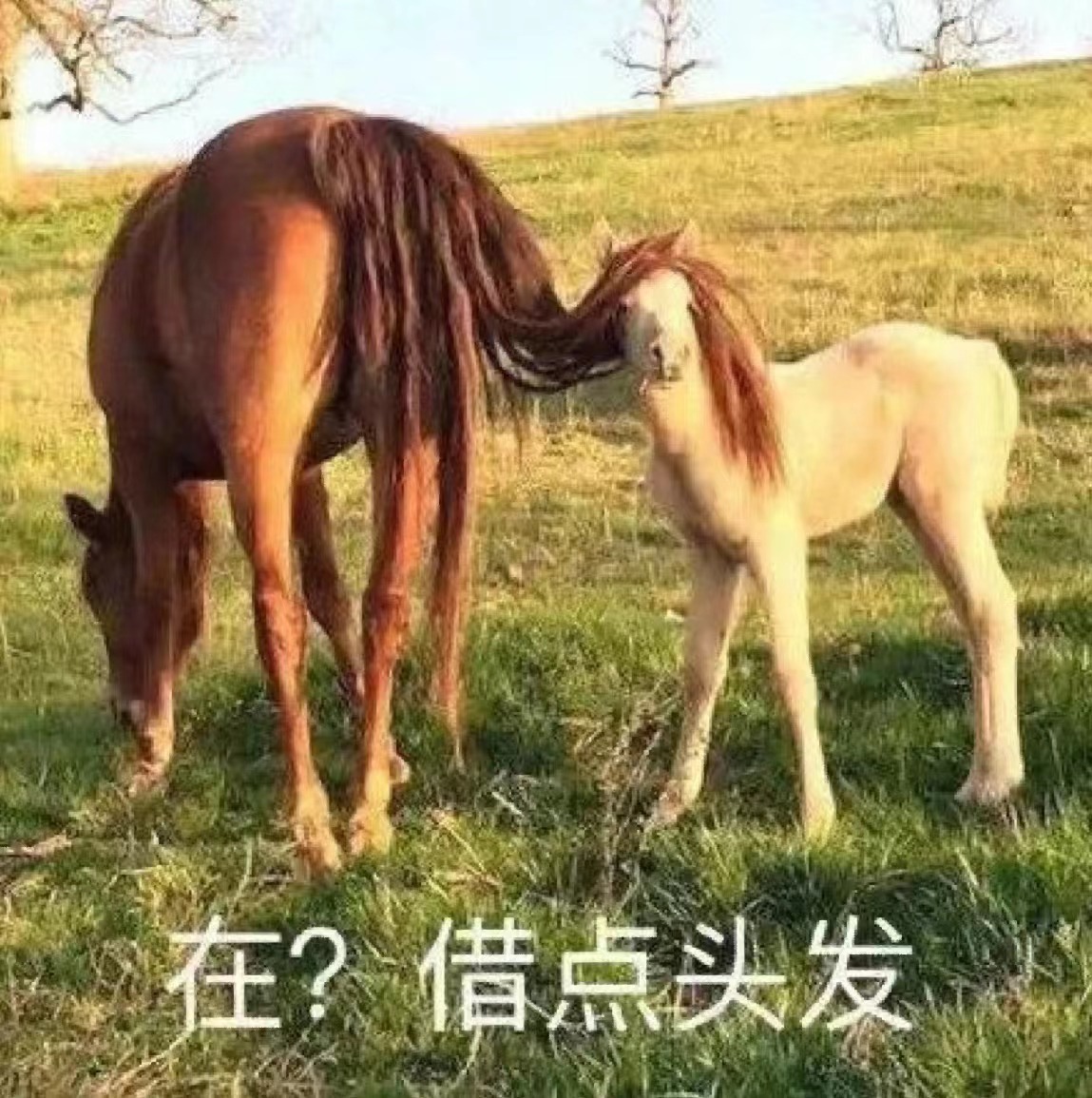 【掉头发，是为了更好的环保！】每天洗完澡后，你总会看到下水道口附近团成一团的毛发