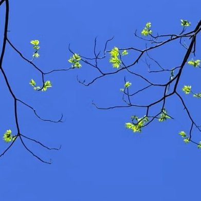 看看你们拍的最好看的树 