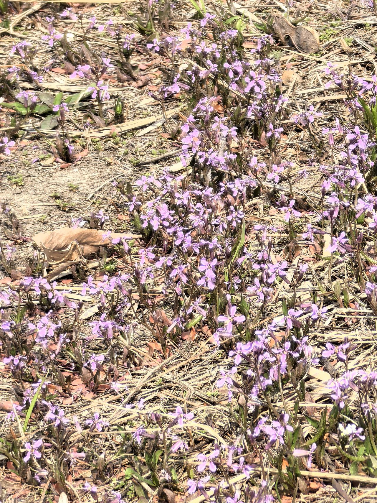 在圆明园遗址公园藻园小河边的草地上，我发现了一小片紫色的小花，花朵不大，四片花瓣