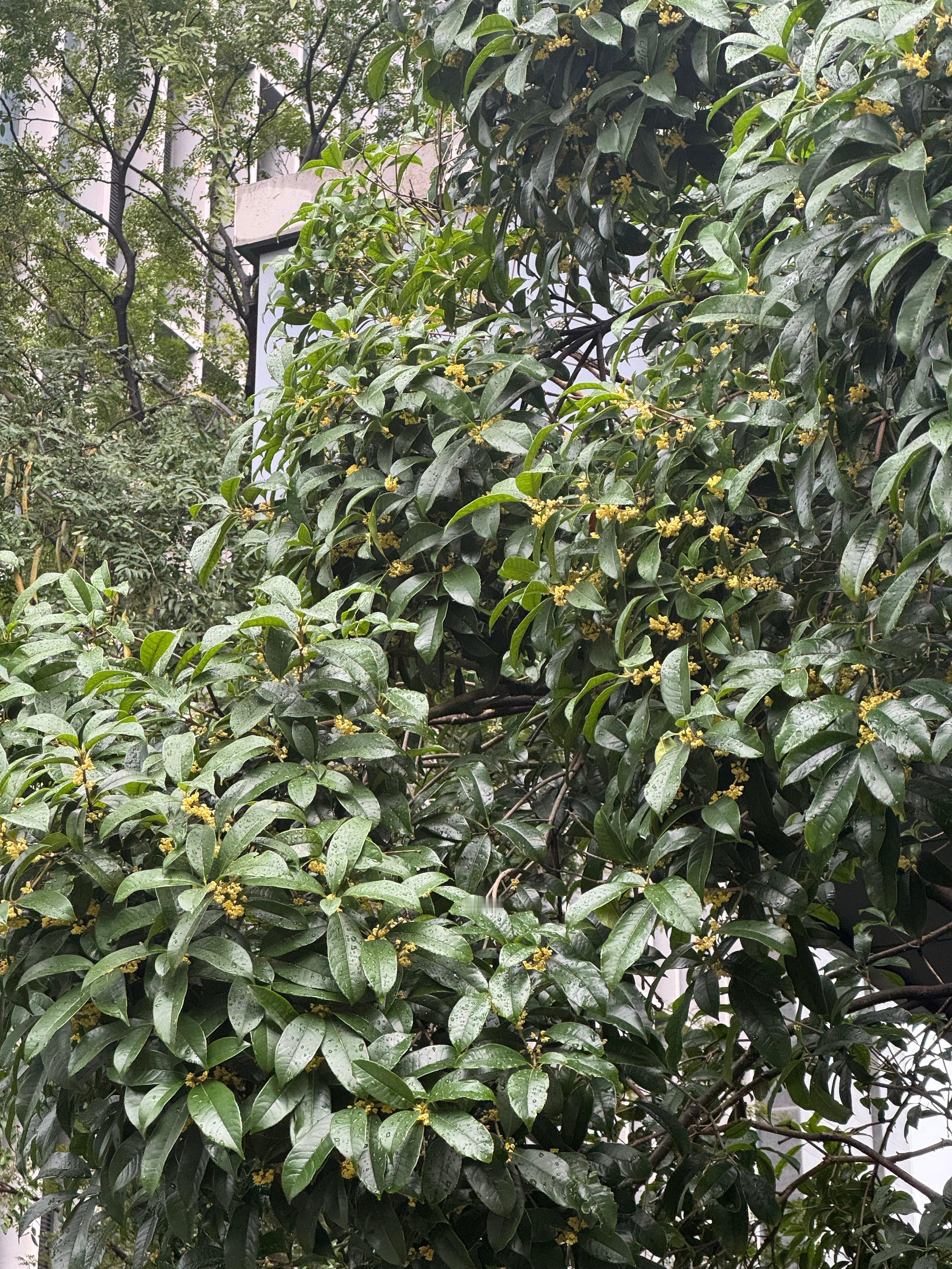 感觉桂花一夜之间全开了，昨天经过都没有闻到味道呢 ​​​
