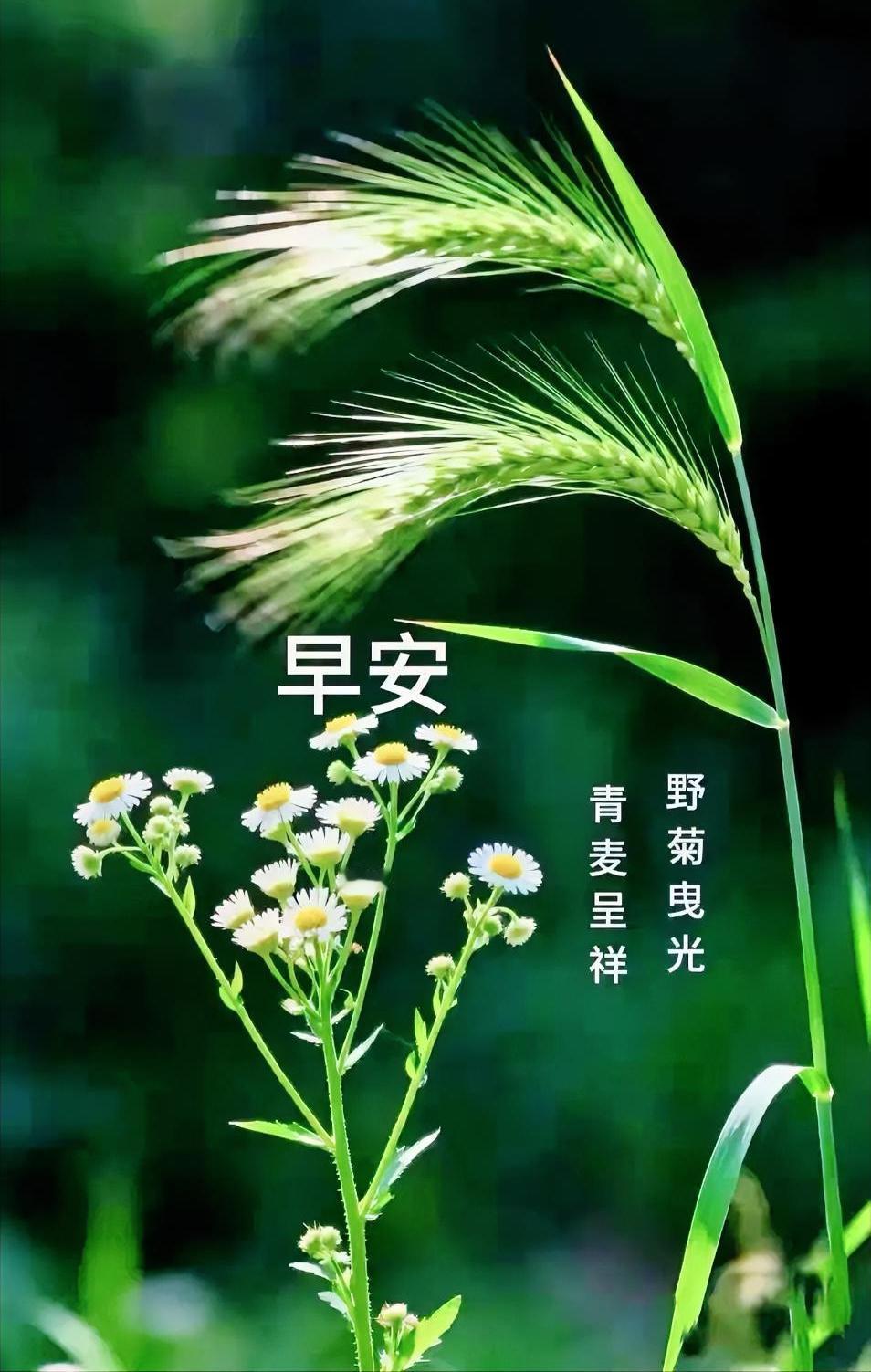 早安！野菊绽出俏皮笑意，青麦随风轻晃摇曳，阳光在叶尖辗转嬉戏，将清晨的柔意尽数点