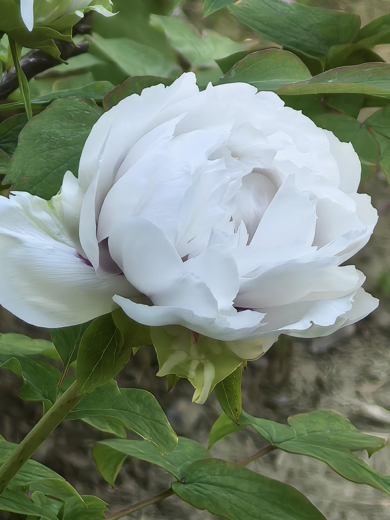 《庭前春满，牡丹开》
花瓣层层叠叠，边缘晕着柔润的白，花心晕染着温柔的粉，像被春