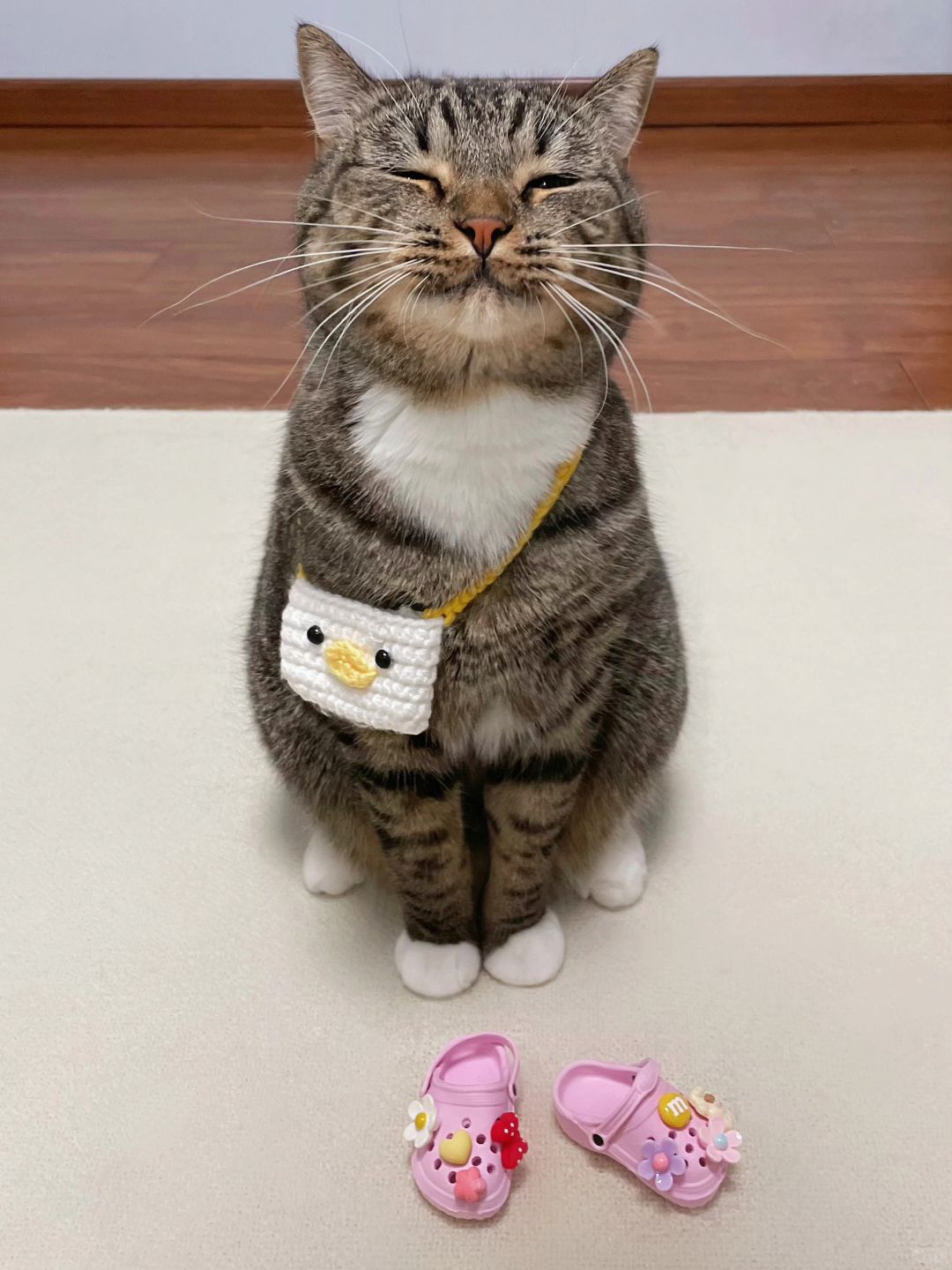 谁能拒绝一只会自己打扮的小猫咪呢