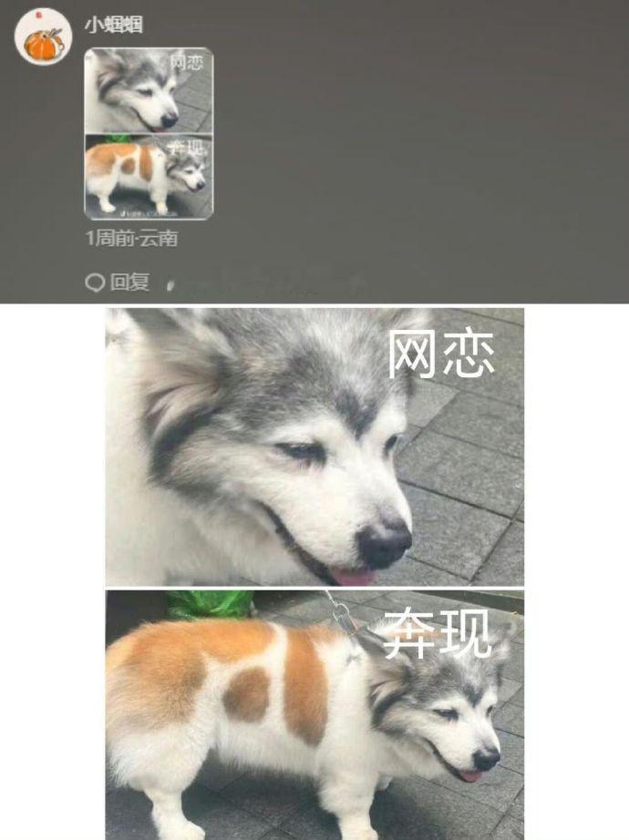 第一次见有拼好狗的 ​​​