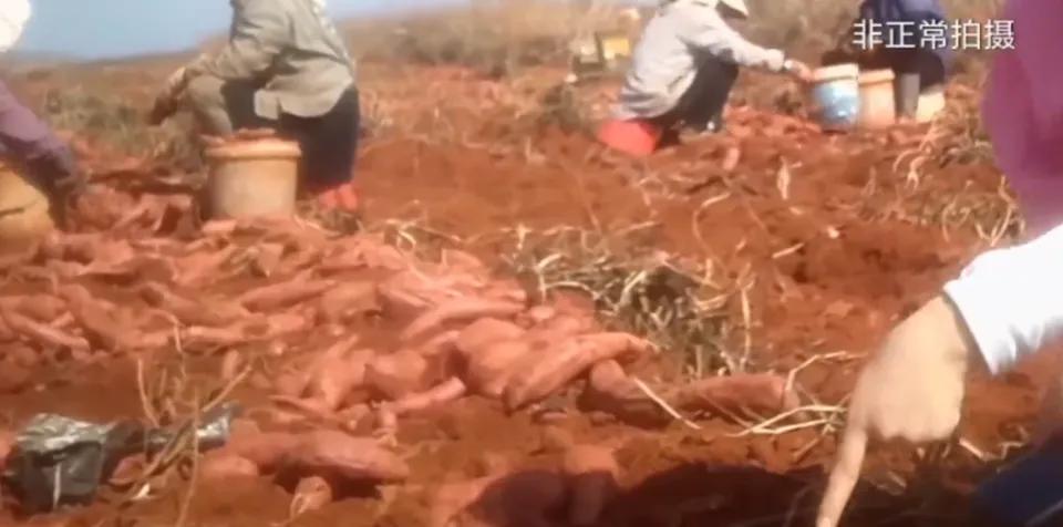 1月23日，云南红河州建水县委相关部门就“小旷野村部分种植户用甲拌磷等高毒农药种