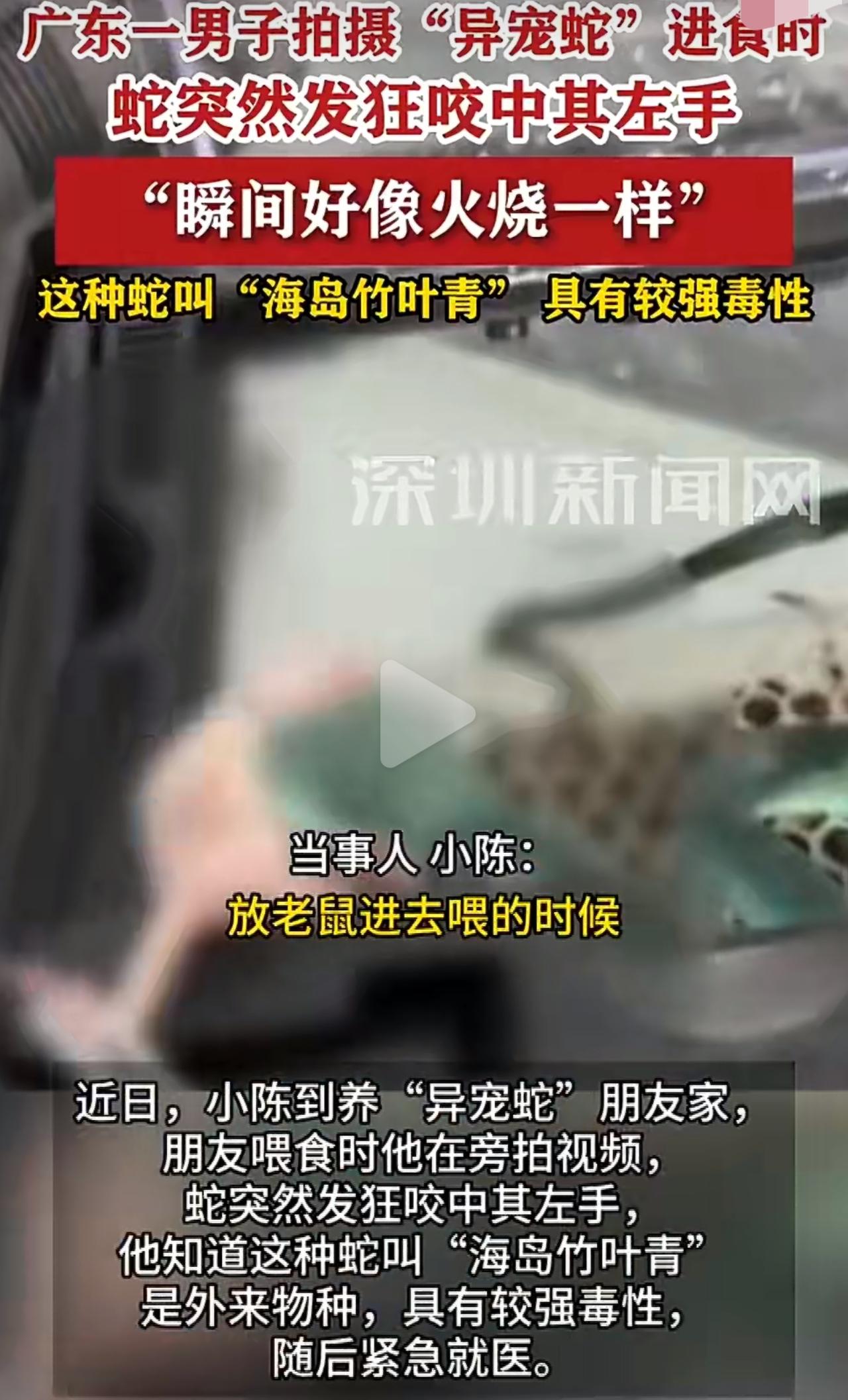 广东一个小伙子去朋友家，凑近拍那条剧毒的海岛竹叶青吃东西，想拍个惊险视频，结果蛇