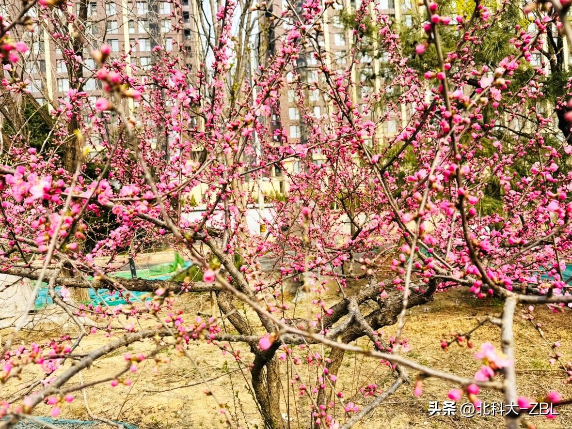 北交所下周发行的新股会是哪两只？

目前，拿到发行批文，且完成注册文件更新的企业