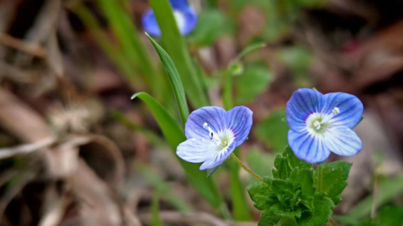 春风吹过，蓝紫色的小花开在泥土里，细碎又温柔，像把春天的星光揉进了花瓣里。
