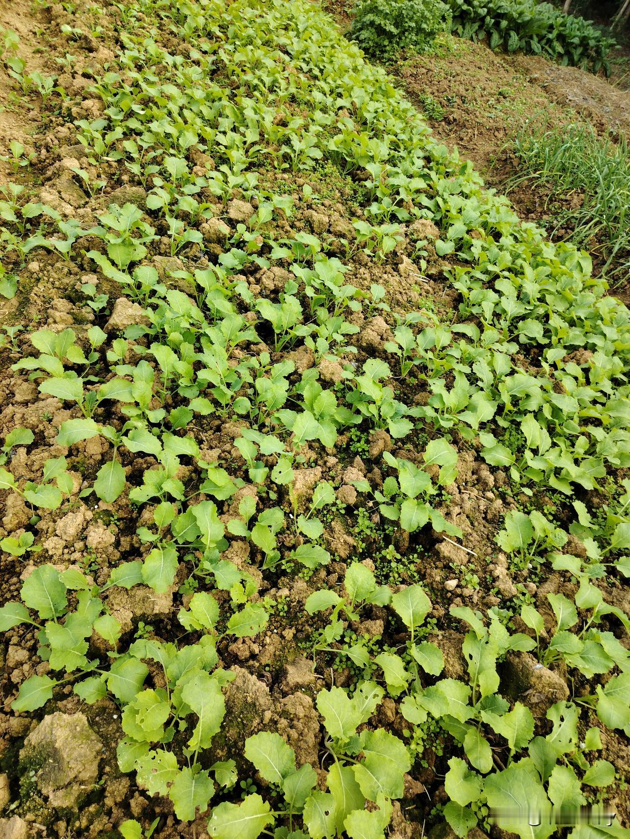 三四天开始就蹲着边用铲子边除草边散苗，这样就是一举两得，就是这速度有点太慢了哈。