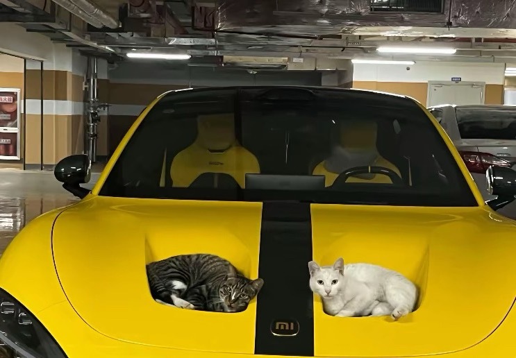 看不少网友分享，小米SU7 Ultra的挖孔机盖成了猫猫们的移动猫窝，有点意思，