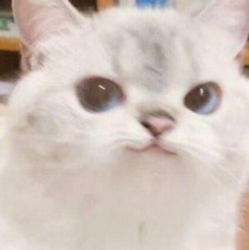 #夏日好运接力# 摩羯座：想要被爱，想要被关注，快来爱我🥺同样还是摩羯座：全世