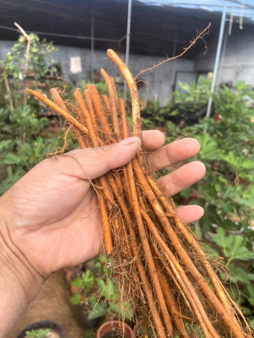 最近解锁了无花果新玩法，搞起根接操作，玩的就是一个就地取材的快乐。挑了几段直径0