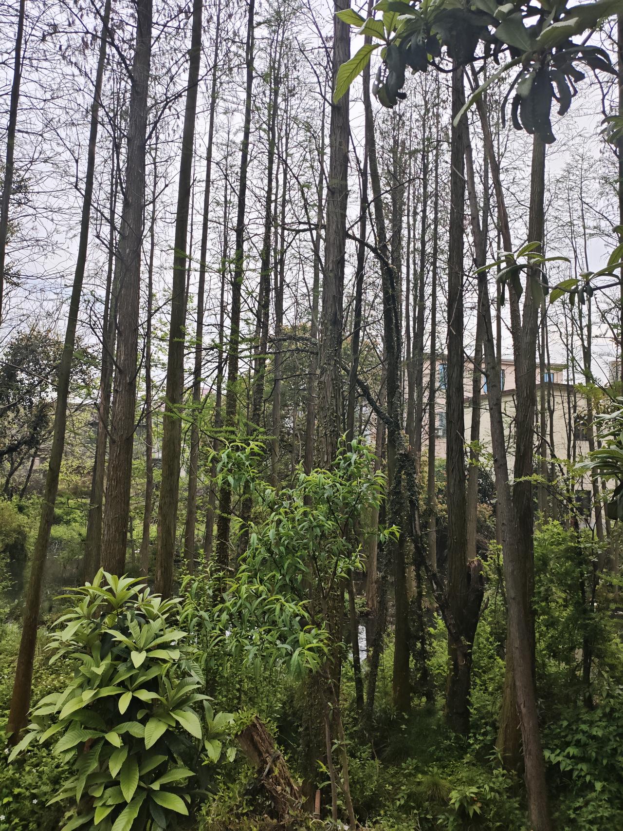 没有后代的清明节是怎样的？

今年清明节难得有机会回老家扫墓，扫了一二十位先辈的