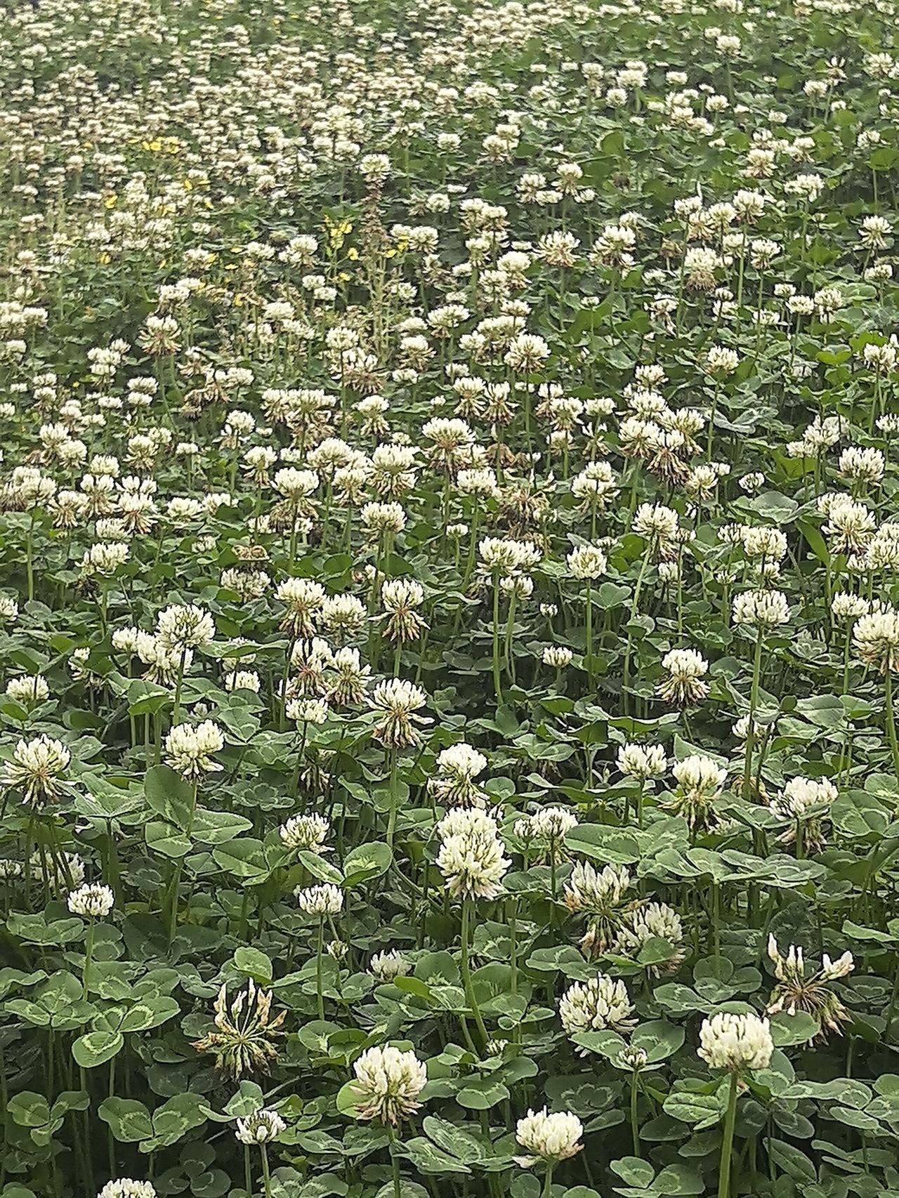 白花三叶草，又叫幸运草，象征真爱，健康，名誉和财富。

草三叶草 四叶草图片
